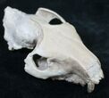 Oreodont (Merycoidodon gracilis) Partial Skull #8852-5